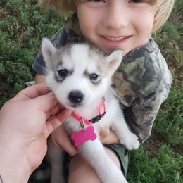 Pink - Gray and white female Siberian Husky puppy in Mccool Junction, Nebraska from Sininger Lagoon