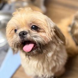 Kevin - Brindle male Shih Tzu puppy in Victorville, California from RUMBLE n TUMBLE