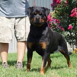 Ivie - Rottweiler