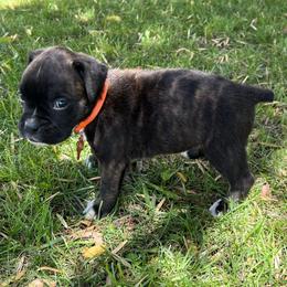 Boxer Puppies from Ally’s Boxer Pups