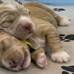 Australian Labradoodle Puppies from Integrity Labradoodles