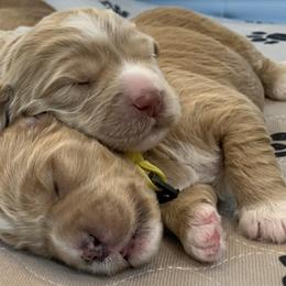 Australian Labradoodle Puppies from Integrity Labradoodles