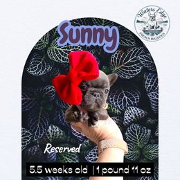 Sunny - Blue female French Bulldog puppy in Strunk, Kentucky from Waters Edge French Bulldogs LLC