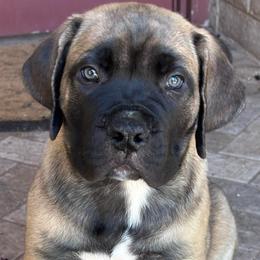 Stetson- Tan collar - Brown male Boerboel puppy in Pearce, Arizona from Desert Stronghold Boerboels