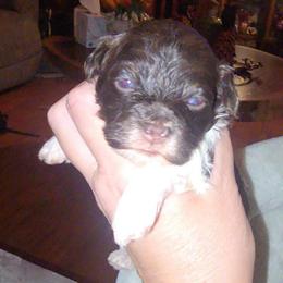 Odie - Brown and white male Cockapoo puppy in Lebanon, Kentucky from Mosaic Merle Doodles