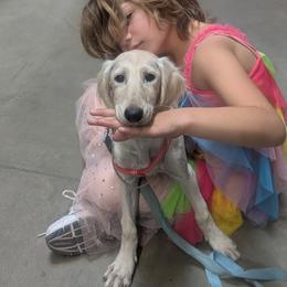 Galaxy - Cream female Saluki puppy in Grass Valley, California from Sahar Paz Salukis