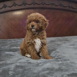 Max - Red male Cavapoo puppy in Copan, Oklahoma from Tatums cavapoos