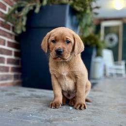 Labrador Retriever Puppies from Olmstead Labradors
