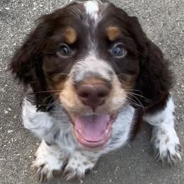 English Springer Spaniels from Little Moore English Springer Spaniels