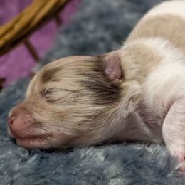 Tawny - Chocolate merle female Pomeranian puppy in Wentzville, Missouri from Pawsome Poms