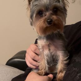 Girl 1 - Black and gold female Yorkshire Terrier puppy in Grove City, Ohio from Missy Lu Lap Puppies
