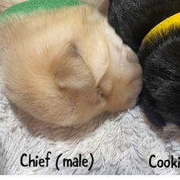 Chief-Kelly Green Collar - Yellow Labrador Retriever puppy in Springfield, Missouri from Kellner Labradors