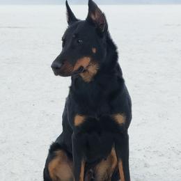 Zeri - Beauceron
