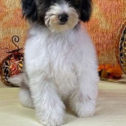 Leo - Goldendoodle puppy from Keepsake Doodles