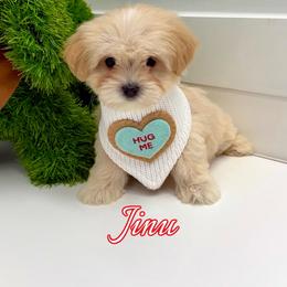 Jinu - Cream male Maltipoo puppy in Buford, Georgia from Petite Posh Puppies