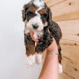 Bernedoodle and Golden Mountain Doodle Puppies from Tilley's Southern Doodles