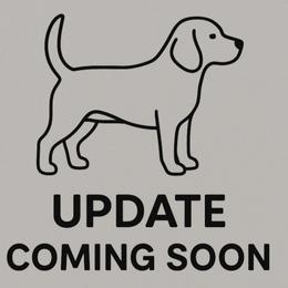 Drift - Brown and white male Beagle puppy in Rose Bud, Arkansas from Rajun Cajun Kennels