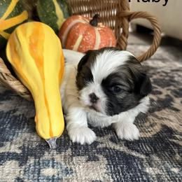 Ruby - Black and white female Shih Tzu puppy in Conway, Missouri from Hillside Loop Kennel LLC