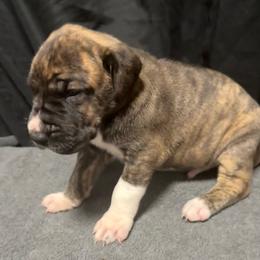 Boy 3 - Brindle male Great Dane puppy in Indianola, Iowa from Bull West Kennels
