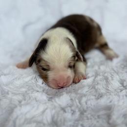Tiramisu - Red merle male Miniature American Shepherd puppy in Riverton, Utah from Iron Spirit Homestead & Aussies