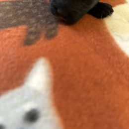 Girl 3 - Black female Schnoodle puppy in Columbia, South Carolina from DM Schnoodles and schnauzers