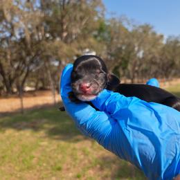 3200..Lucy - Black and tan female Dachshund puppy in Winter Haven, Florida from Gateway 2 Little Paws