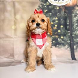 Montana - Apricot female Cavapoo puppy in Pocasset, Massachusetts from Mini Goldendoodles of Cape Cod