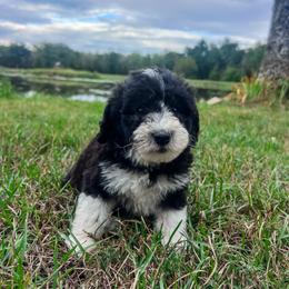 Girl 3 - Black and white female Sheepadoodle puppy in Sulphur Bluff, Texas from V6 Ranch Dogs