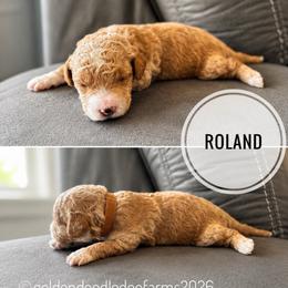 Roland - Apricot male Golden Aussiedoodle puppy in Hyrum, Utah from Goldendoodledoo Farms