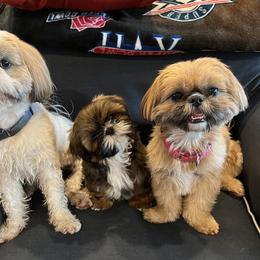 Shih Tzu All Grown Up from Shih Tzu Jewels of Cocoa