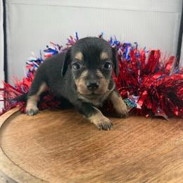 MWF4 - Black and tan female Dachshund puppy in Carthage, Texas from Rafter C Ranch Doxies