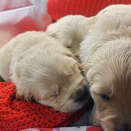 Golden Retriever Puppies from Great Lakes Golden Retreivers