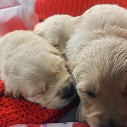 Golden Retriever Puppies from Great Lakes Golden Retreivers