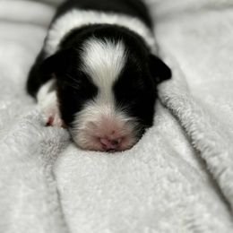 Ricotta - Black tri-color female Australian Shepherd puppy in St. George, Utah from Rock Canyon Australian Shepherds
