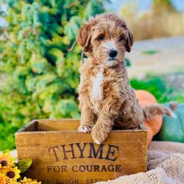Sunny - Apricot female Goldendoodle puppy in Burley, Idaho from Gold Country mini doodles