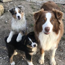 Australian Shepherds from Country Time Kennels