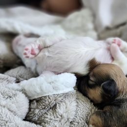Havanese Puppies from Juniper Grove Havanese