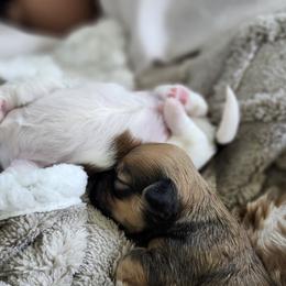 Havanese Puppies from Juniper Grove Havanese