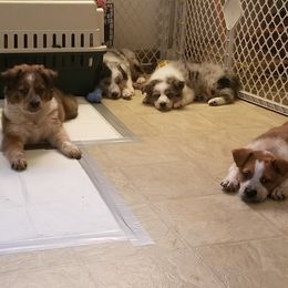Australian Cattle Dogs, Australian Shepherds, and Companion Crosses from Silver Bitch Stables