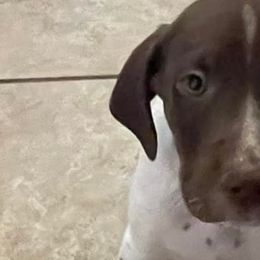 German Shorthaired Pointers from Shelly's American Bullys and Pointers