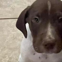 German Shorthaired Pointers from Shelly's American Bullys and Pointers