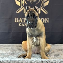 Cane Corso Puppies from Battalion Cane Corso