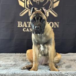 Cane Corso Puppies from Battalion Cane Corso