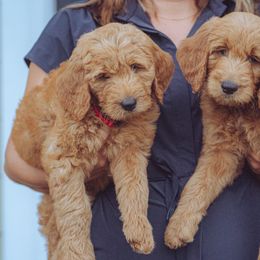 Goldendoodle Puppies from Abner Creek Doodles