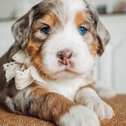 Pine - Bernedoodle puppy from Barnyard 2 Backyard