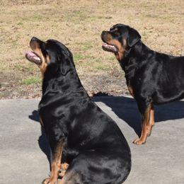 Rottweilers from Toldahausrottweilers