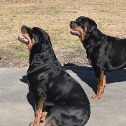 Rottweilers from Toldahausrottweilers