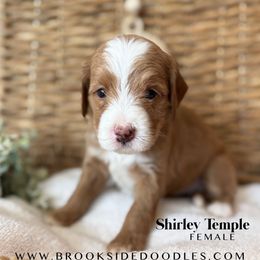 Shirley Temple - Red female Bernedoodle puppy in Murrieta, California from Brookside Bernedoodles