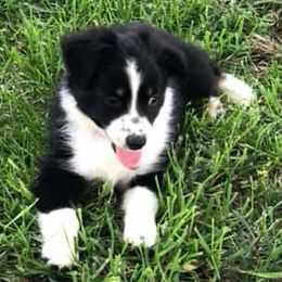 Toy Australian Shepherds from Follow Thru Farms