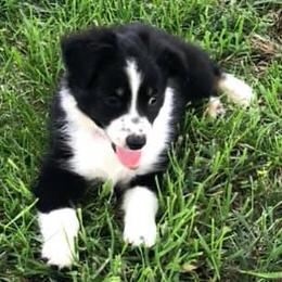 Toy Australian Shepherds from Follow Thru Farms